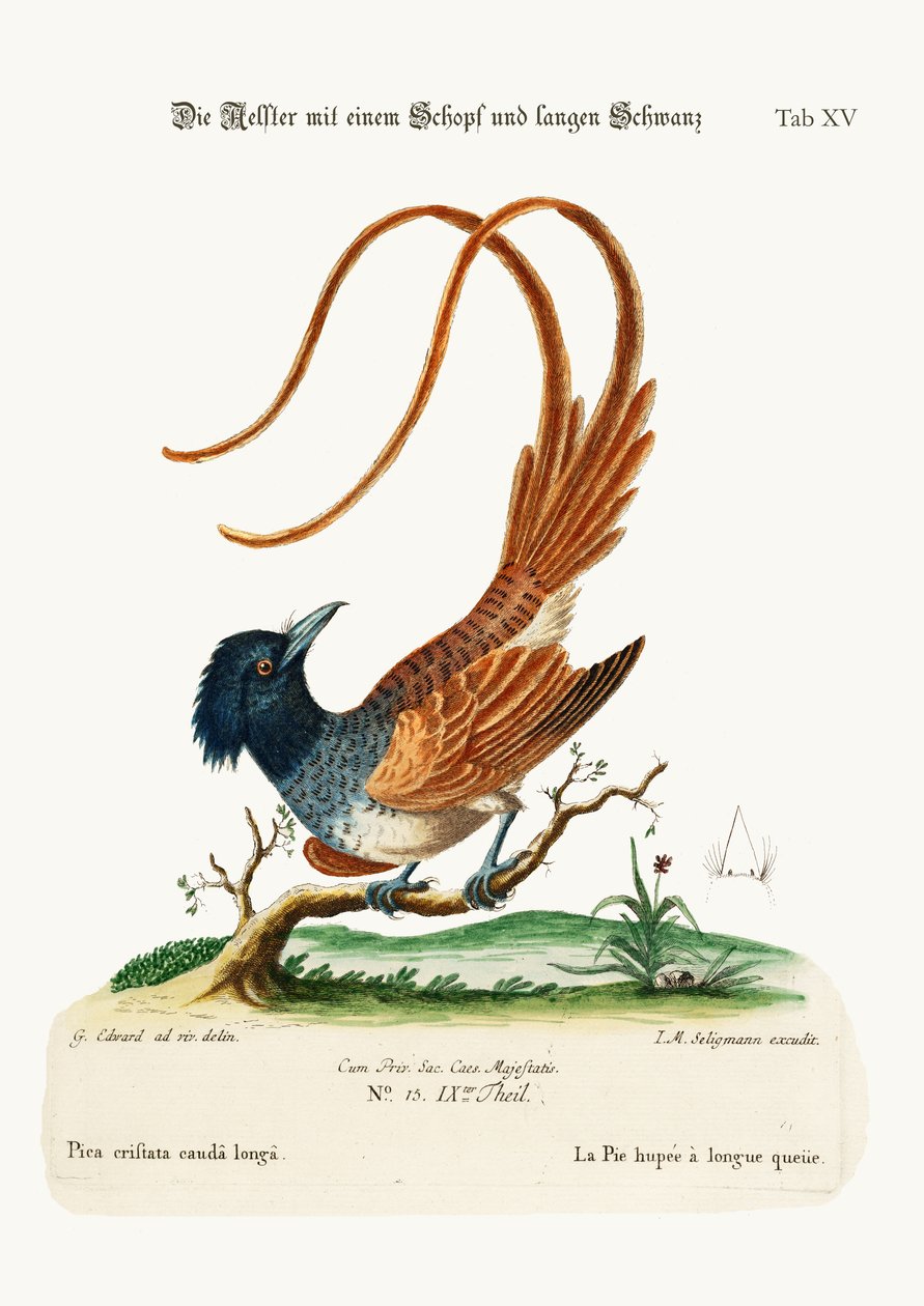 The Crested Langhale Pye, 1749-73 af George Edwards