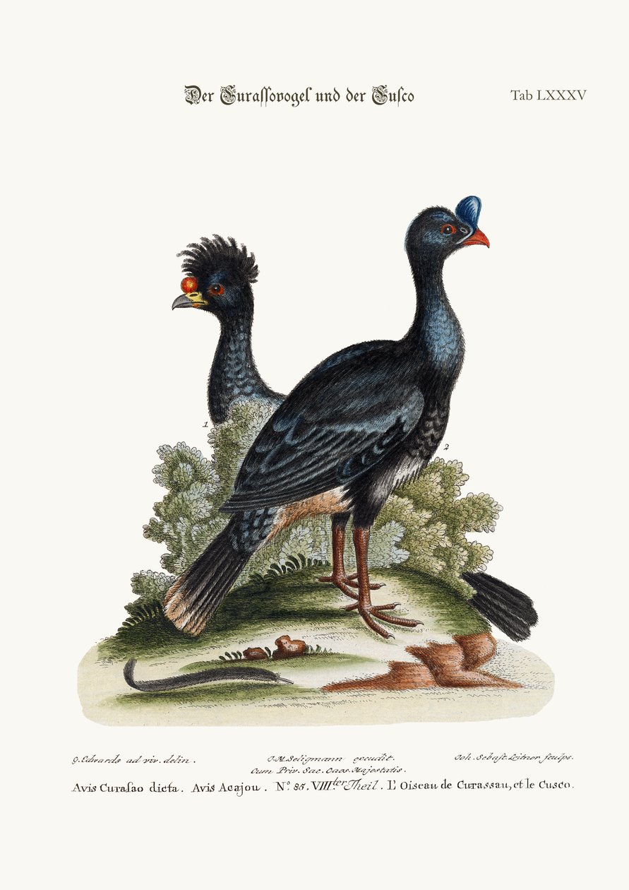 Curasso-fuglen og Cushew-fuglen, 1749-73 af George Edwards