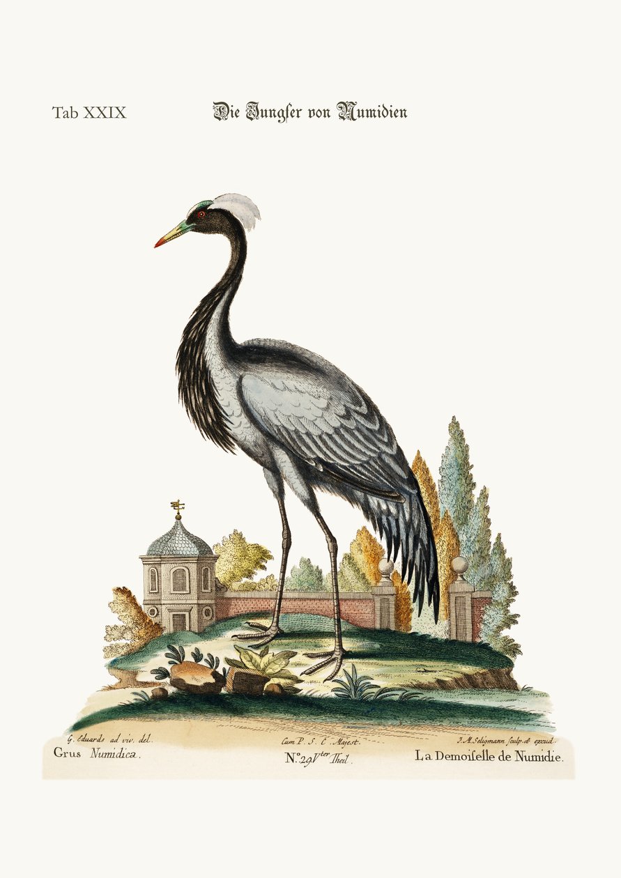 Demoiselle af Numidia, 1749-73 af George Edwards