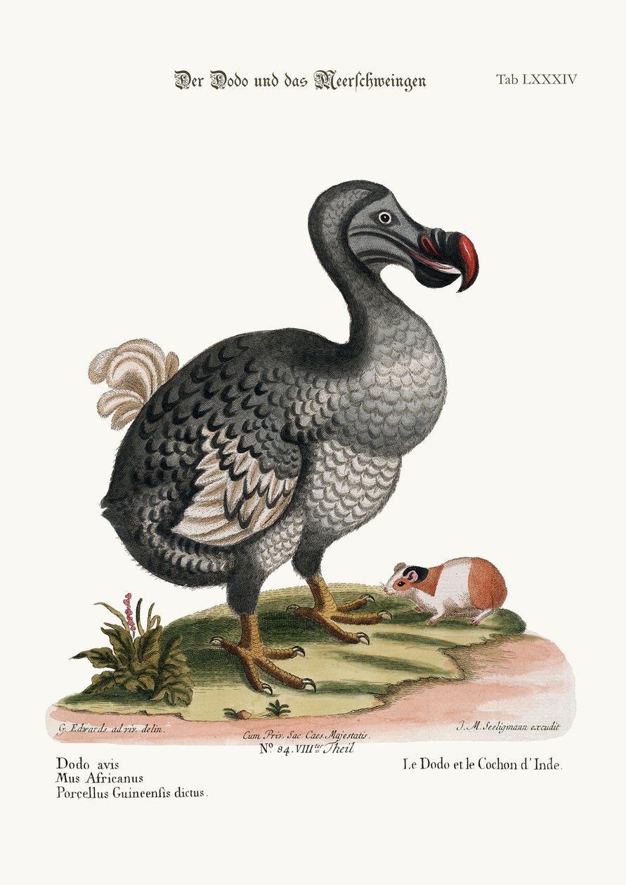 Dodo