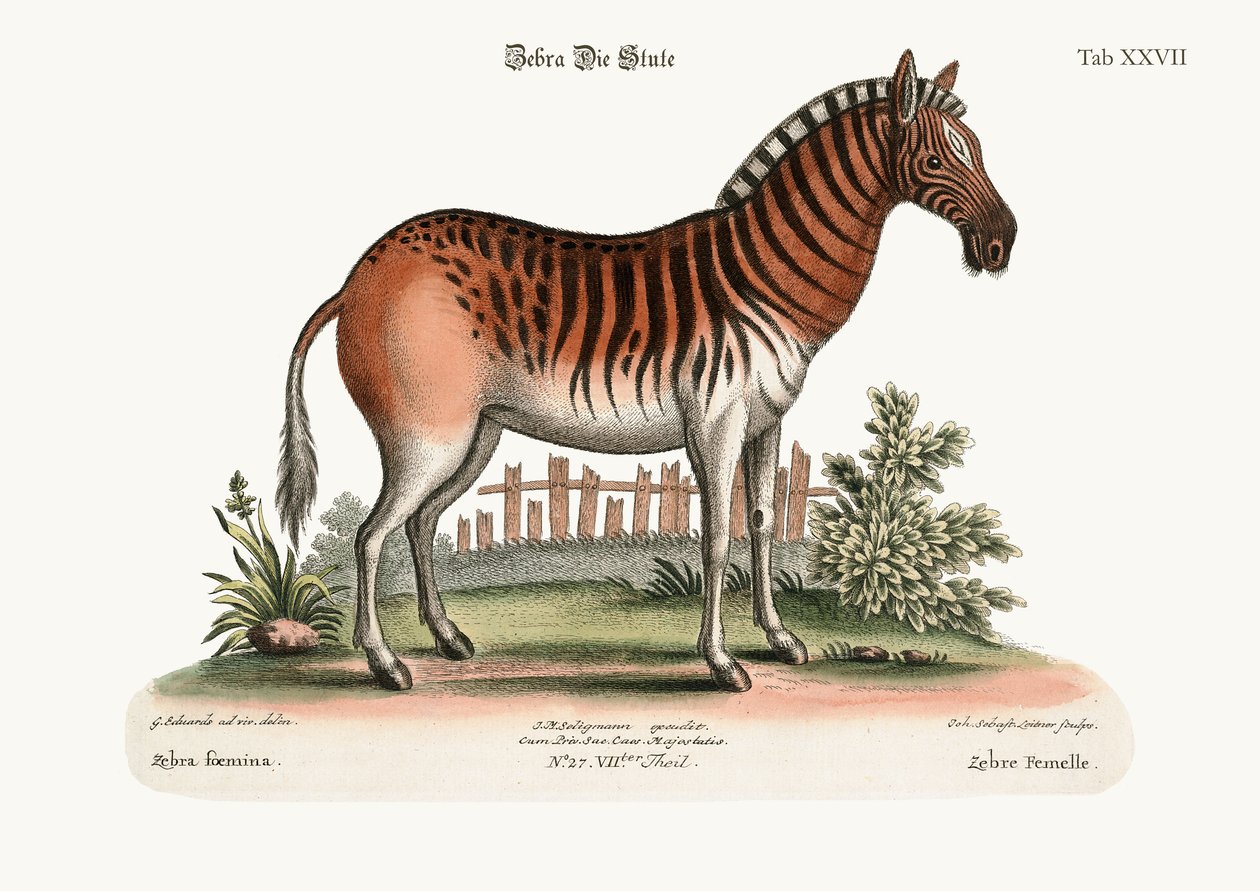 Den kvindelige zebra, 1749-73 af George Edwards