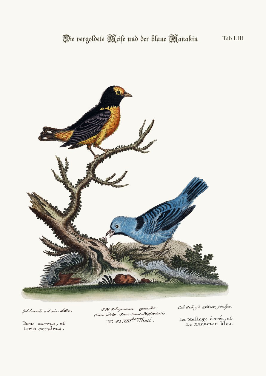 Den gyldne mejsemus og den blå manakin, 1749-73 af George Edwards