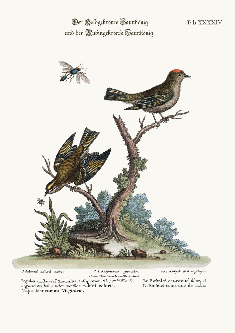 Den Gyldne-kronede Wren og den Rubin-kronede Wren, 1749-73 af George Edwards