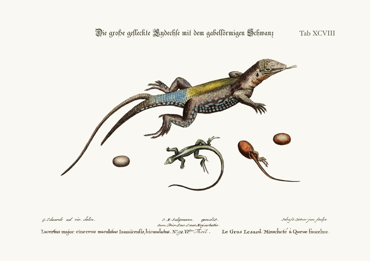 Den store plettede firben med en gaffelhale, 1749-73 af George Edwards