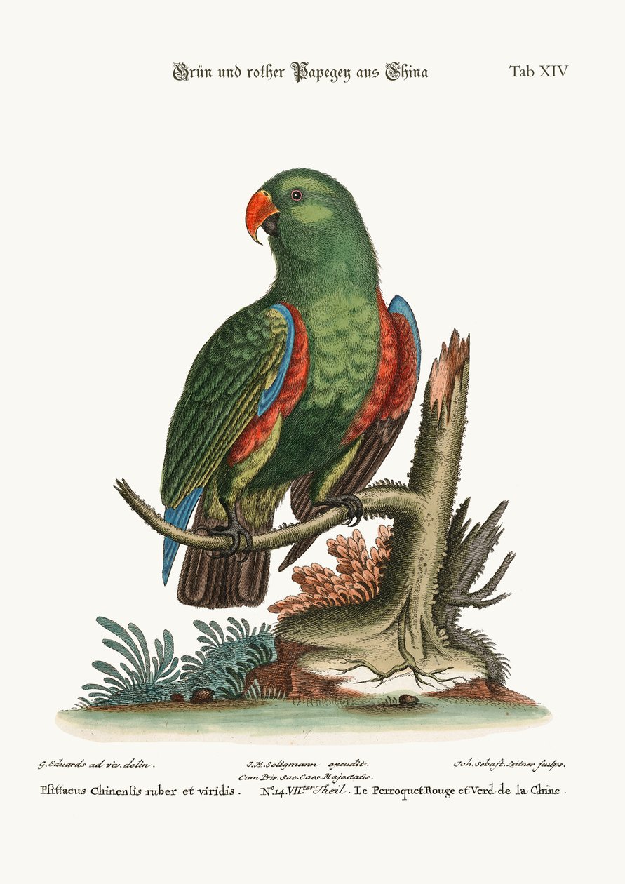 Den grønne og røde papegøje fra Kina, 1749-73 af George Edwards