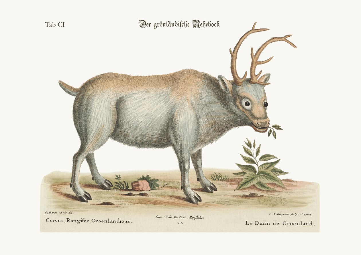 Grønlandsbukken, 1749-73 af George Edwards