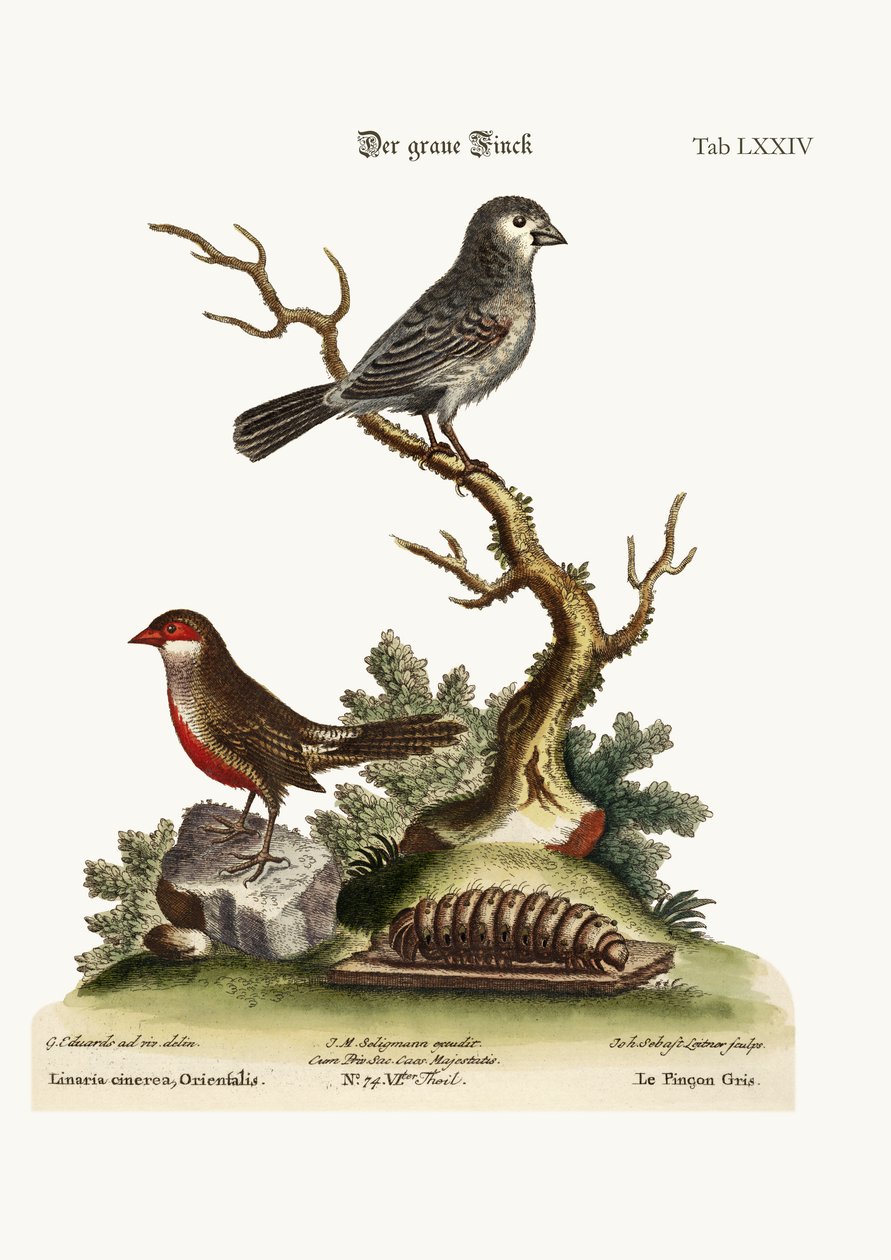 Den grå finke. Voksregningen, 1749-73 af George Edwards