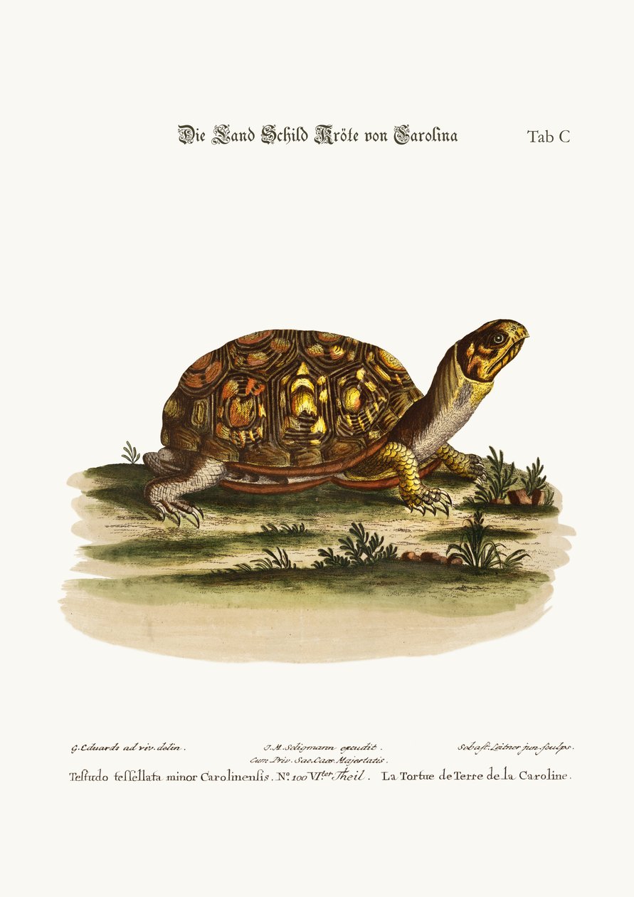 Landskildpadden fra Carolina, 1749-73 af George Edwards