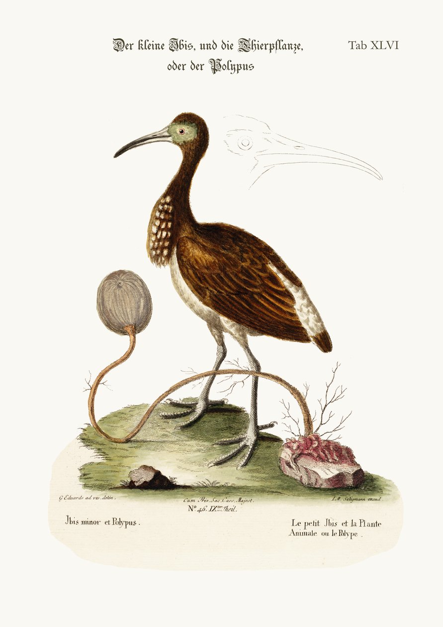 The Lesser Ibis, and the Animal-Plant or Polype, 1749-73 farvet gravering af George Edwards