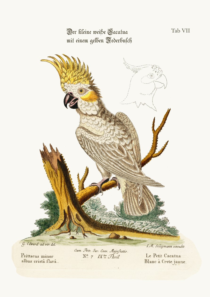 Den lille hvide kakadue med en gul kam, 1749-73 af George Edwards