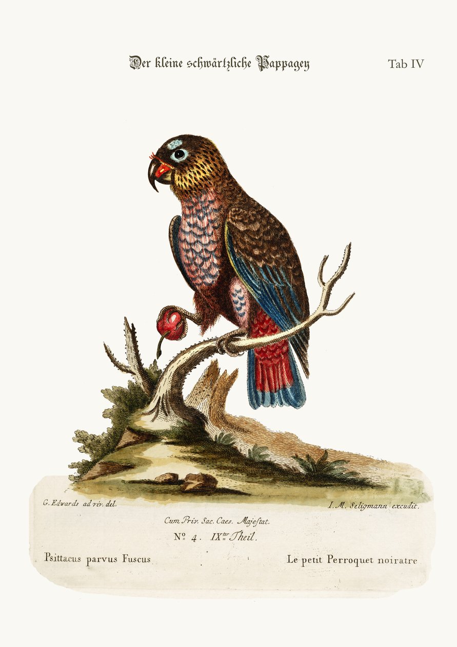 Den lille mørke papegøje, 1749-73 af George Edwards