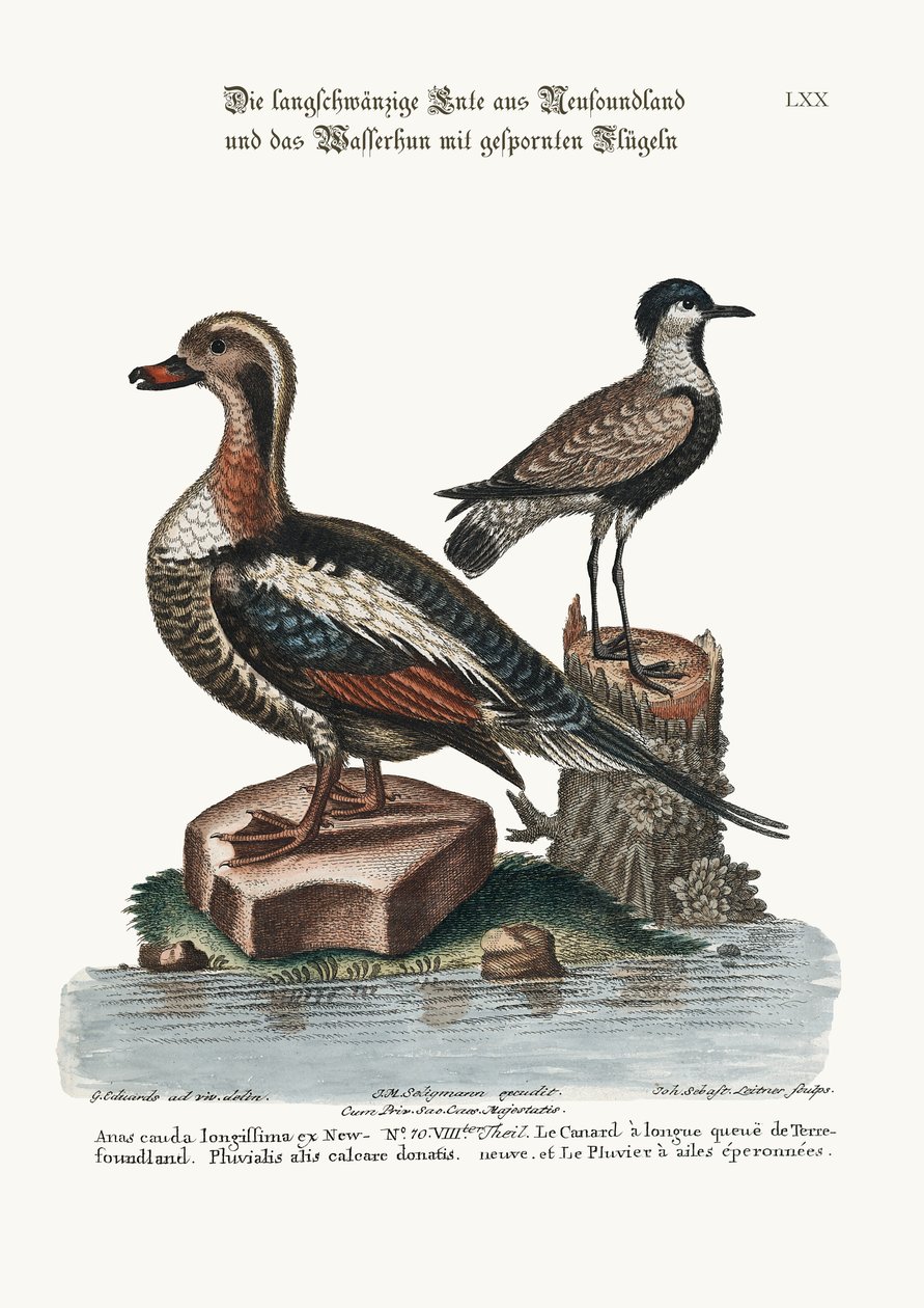 Langhaleanden fra Newfoundland og sporvinget plover, 1749-73 af George Edwards