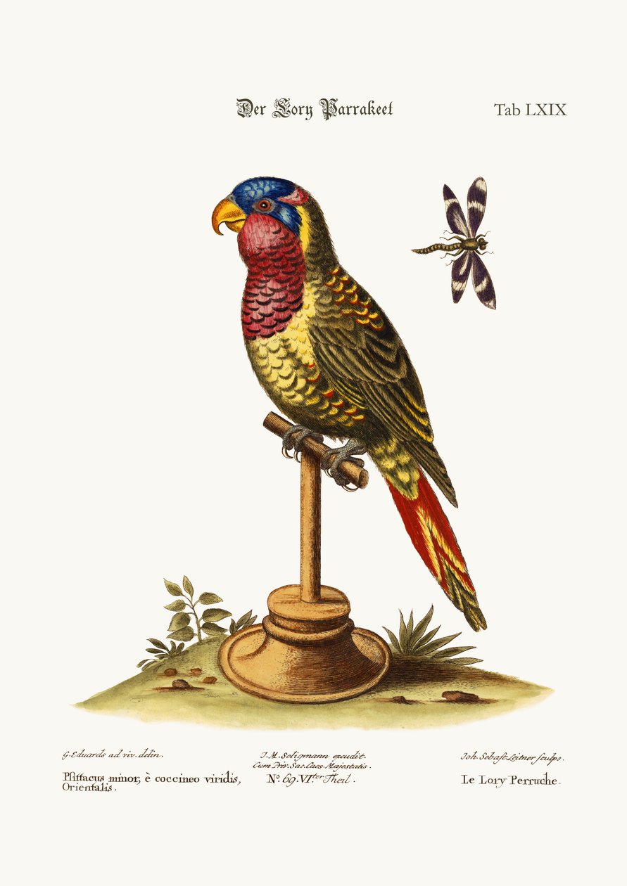 The Lory-Parrakeet, 1749-73 af George Edwards