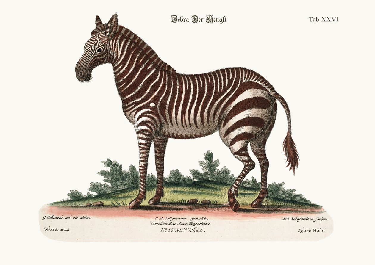 Den mandlige zebra, 1749-73 af George Edwards