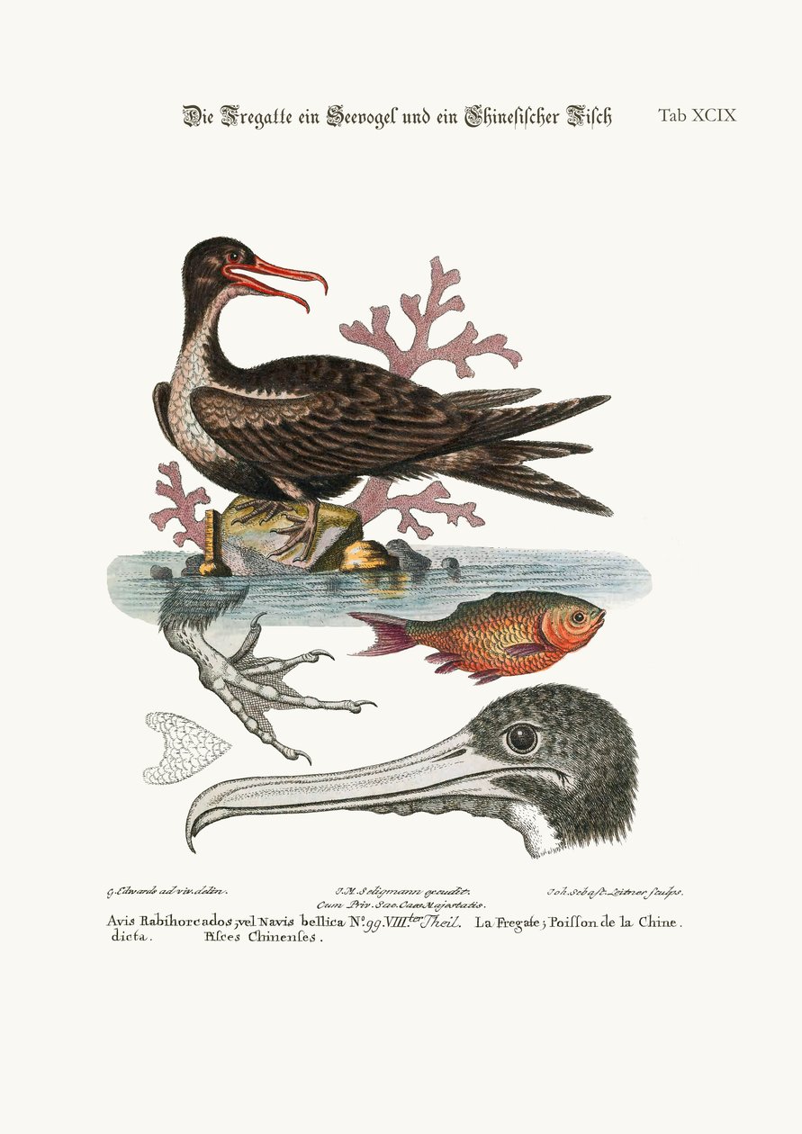 Krigsfuglens mand, den kinesiske fisk, 1749-73 af George Edwards