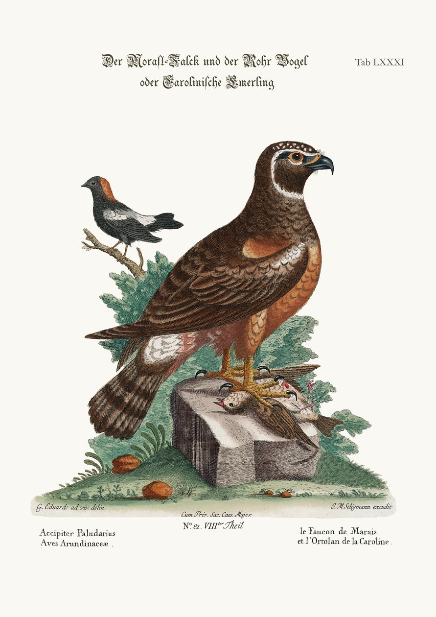Marsh-Hawk, and the Reed-Birds, 1749-73 af George Edwards