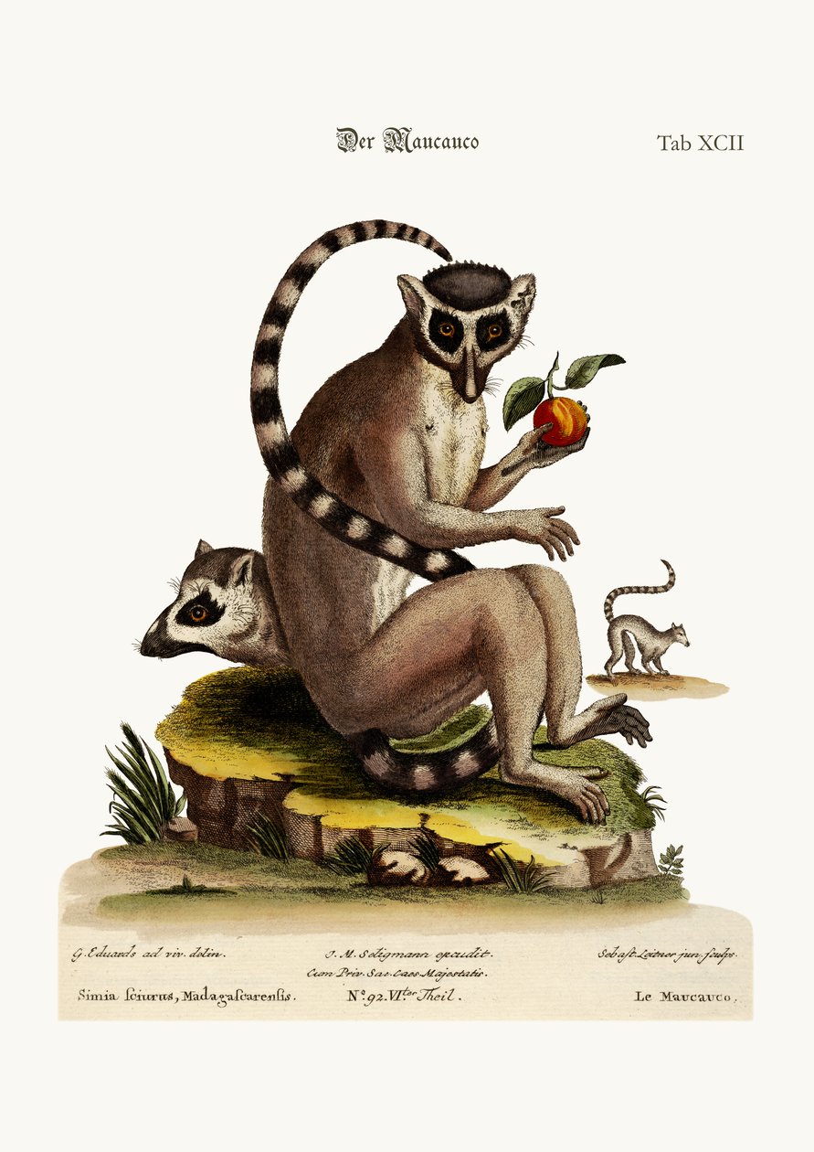 Maucauco, 1749-73 af George Edwards
