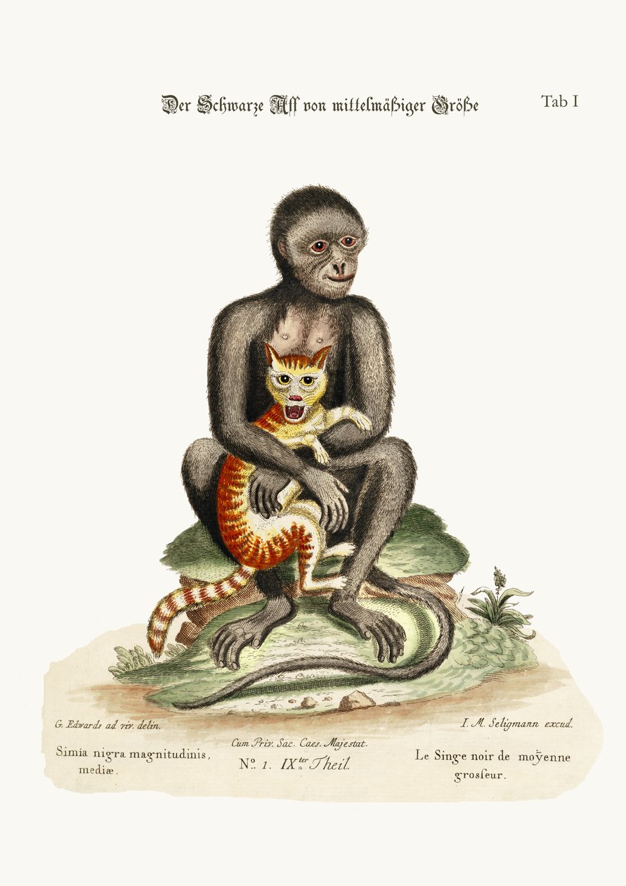 Den mellemstore sorte abe, 1749-73 af George Edwards