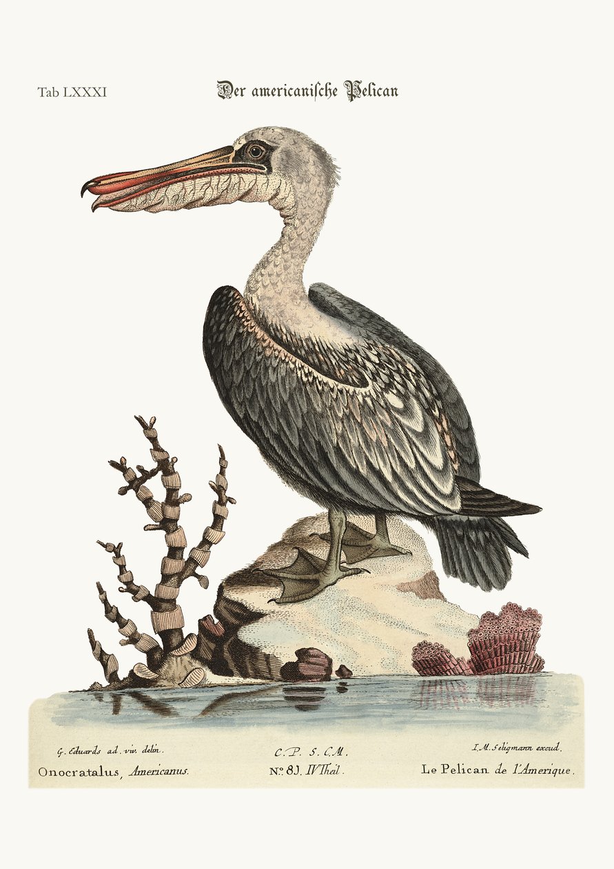 The Pelican of America, 1749-73 af George Edwards