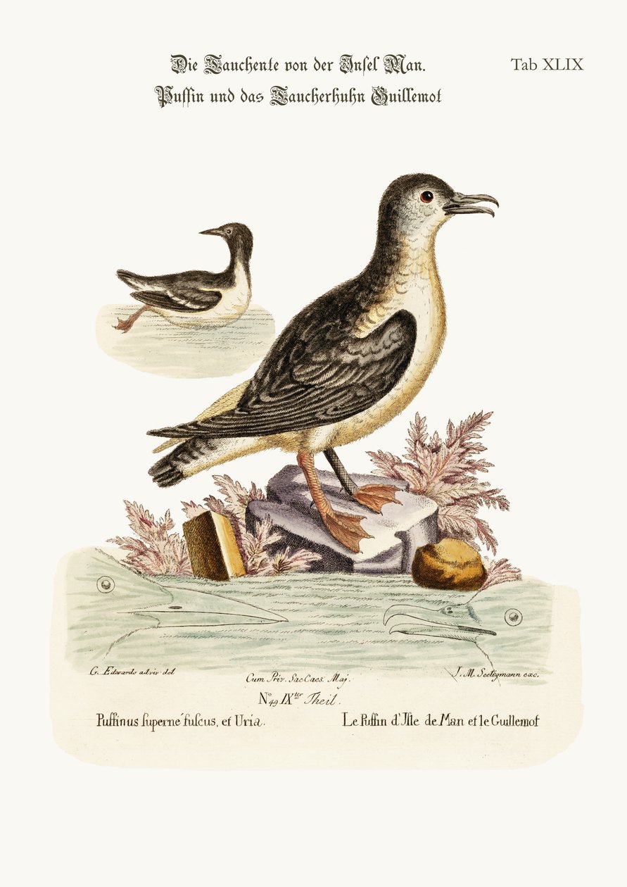 Lundefuglen på Isle of Man og lomvien, 1749-73 af George Edwards