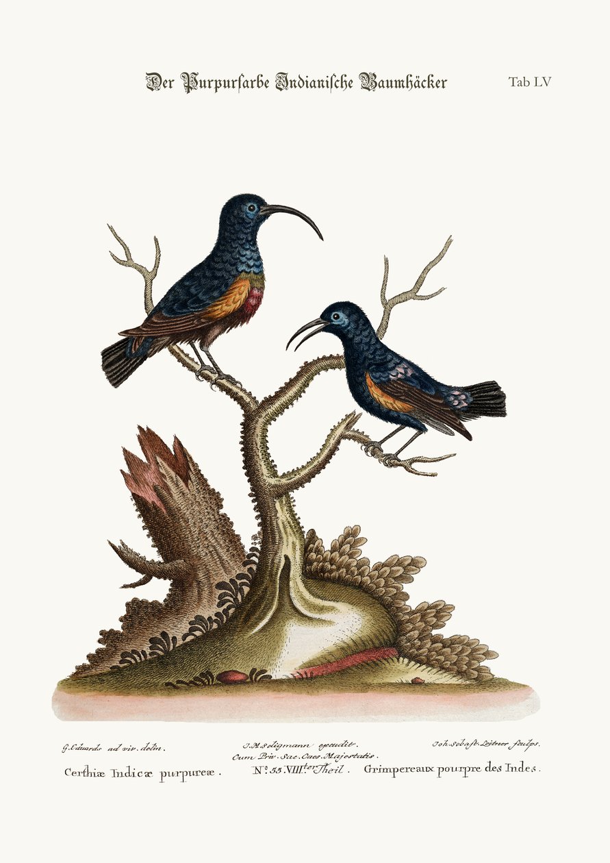 The Purple Indian Creepers, 1749-73 af George Edwards