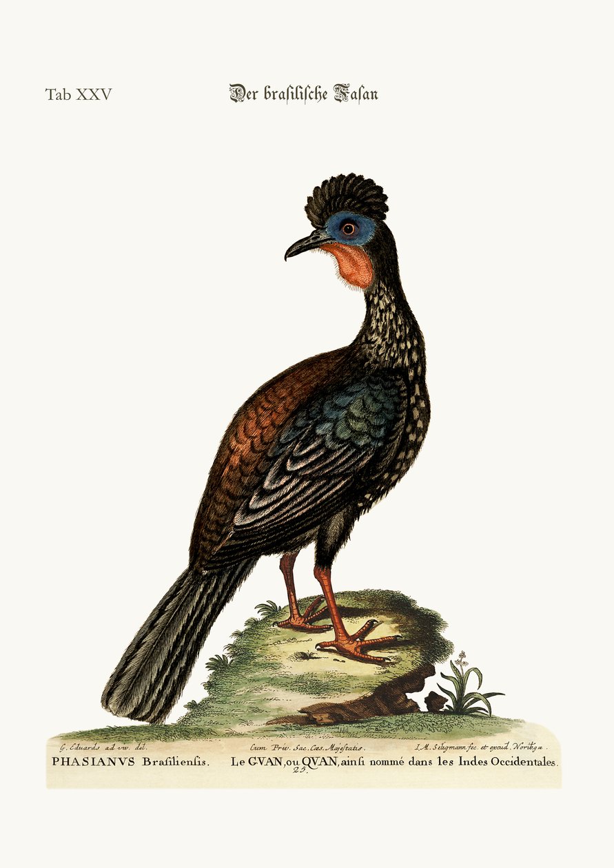 Quan eller Guan, 1749-73 af George Edwards
