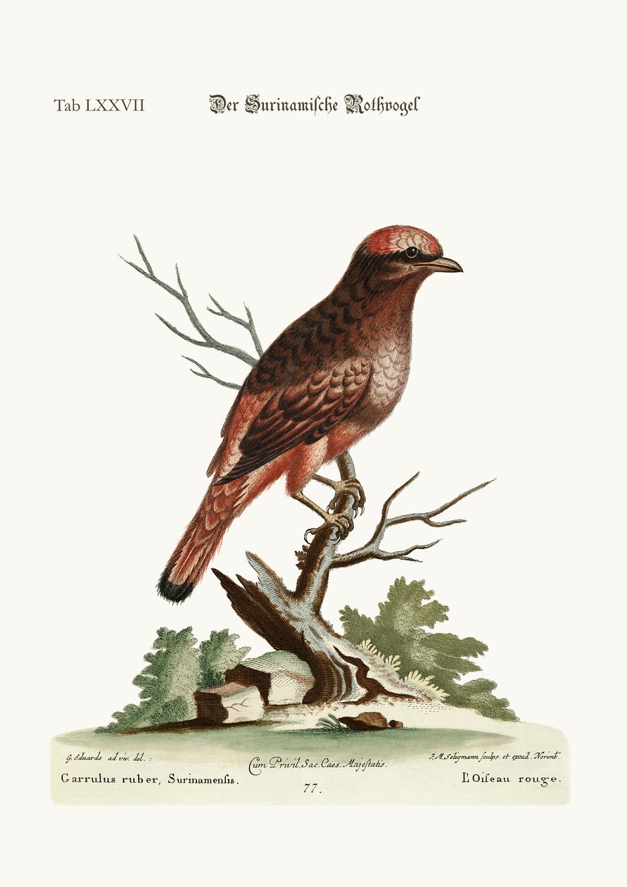 Den røde fugl fra Surinam, 1749-73 af George Edwards