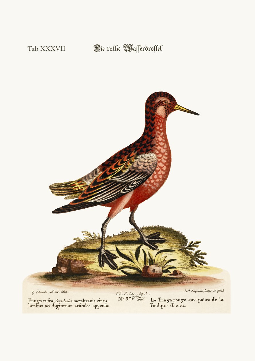 Den røde fodfodede Tringa, 1749-73 af George Edwards