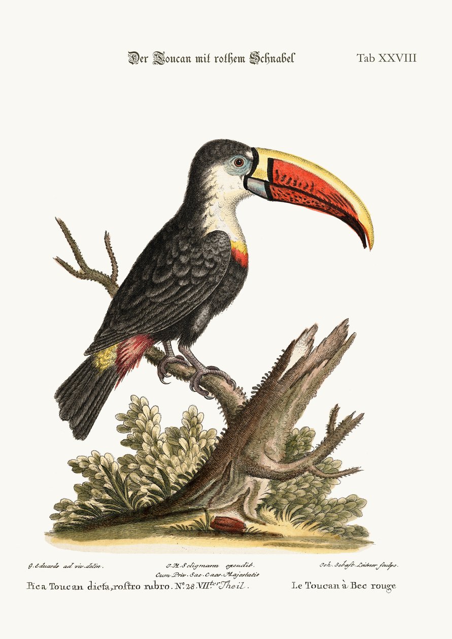 Den rødnæbte Tukan, 1749-73 af George Edwards
