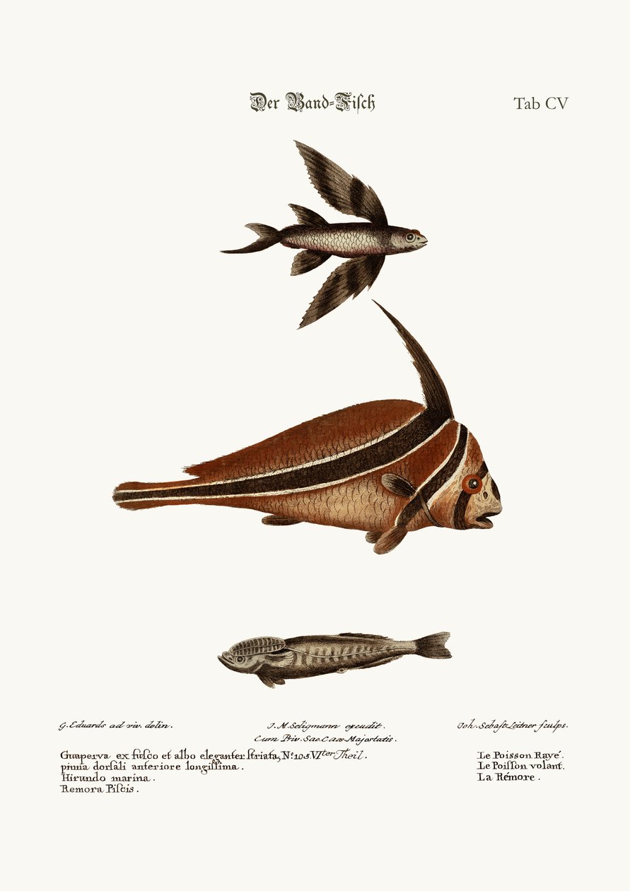 Ribbåndsfisken, 1749-73 af George Edwards