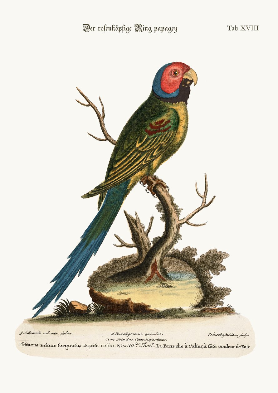 Den rosenhovedede ringparakit, 1749-73 af George Edwards