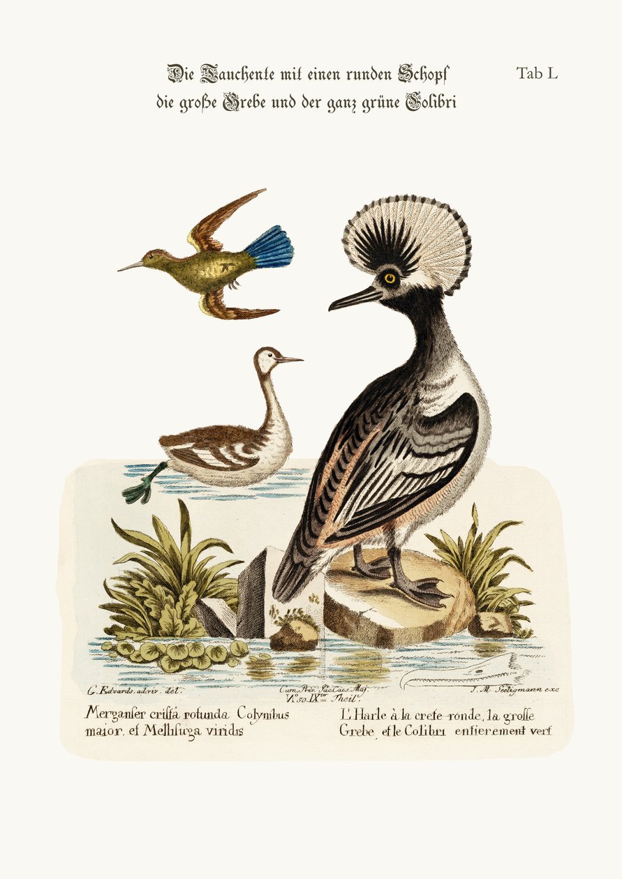 Den rundkammede and, den større dobchick og den helt grønne kolibri, 1749-73 af George Edwards