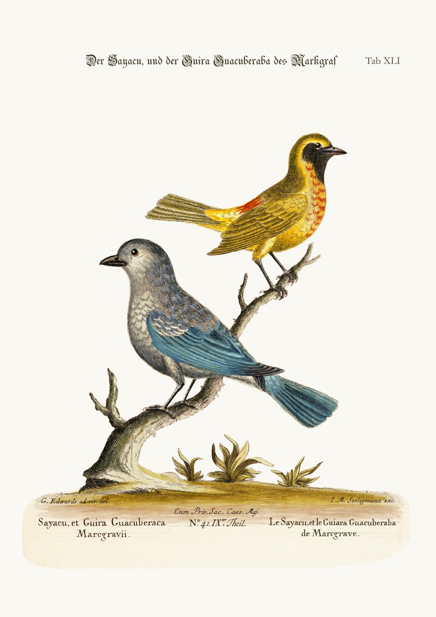 Sayacuen og Guira Guacuberaba fra Marcgrave, 1749-73 af George Edwards