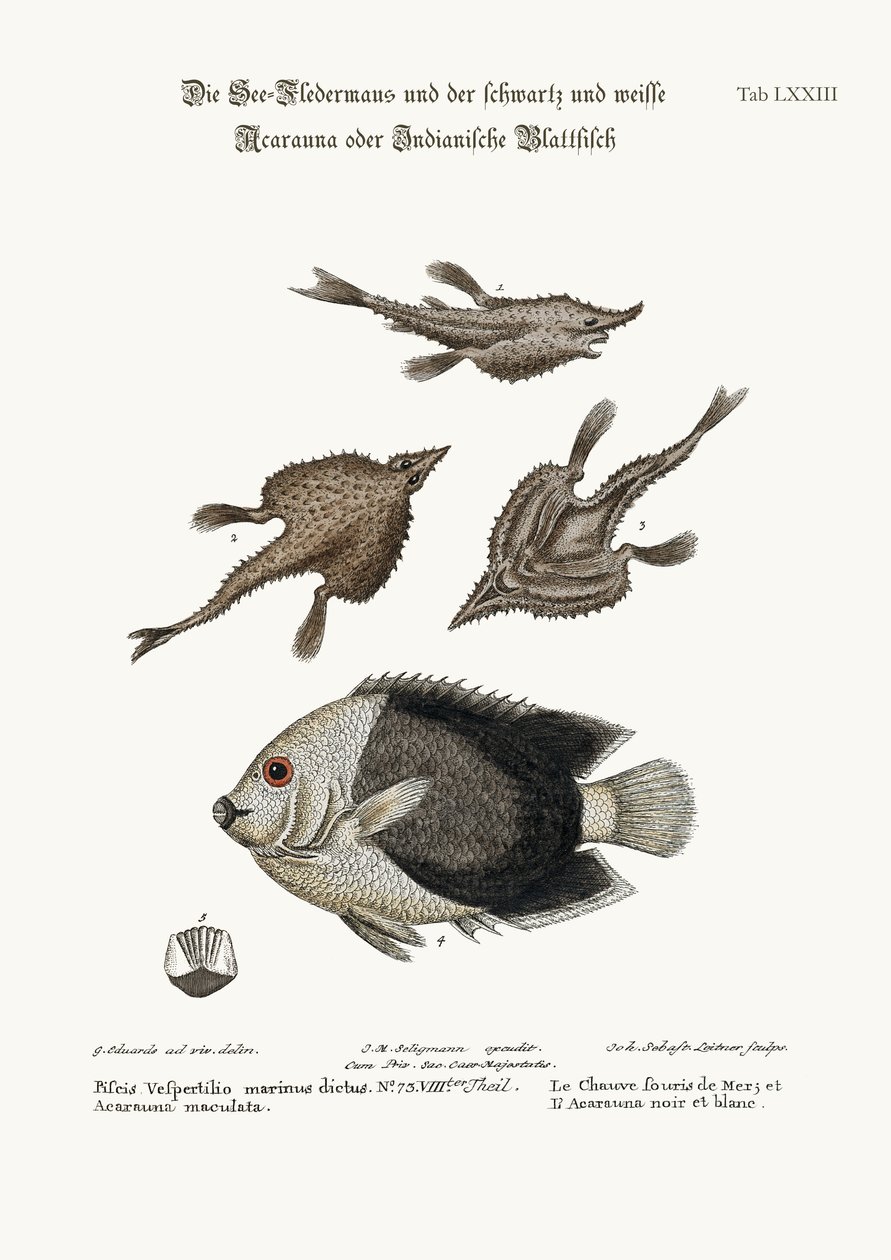 Havflagermusen og Pyed Acarauna, 1749-73 af George Edwards