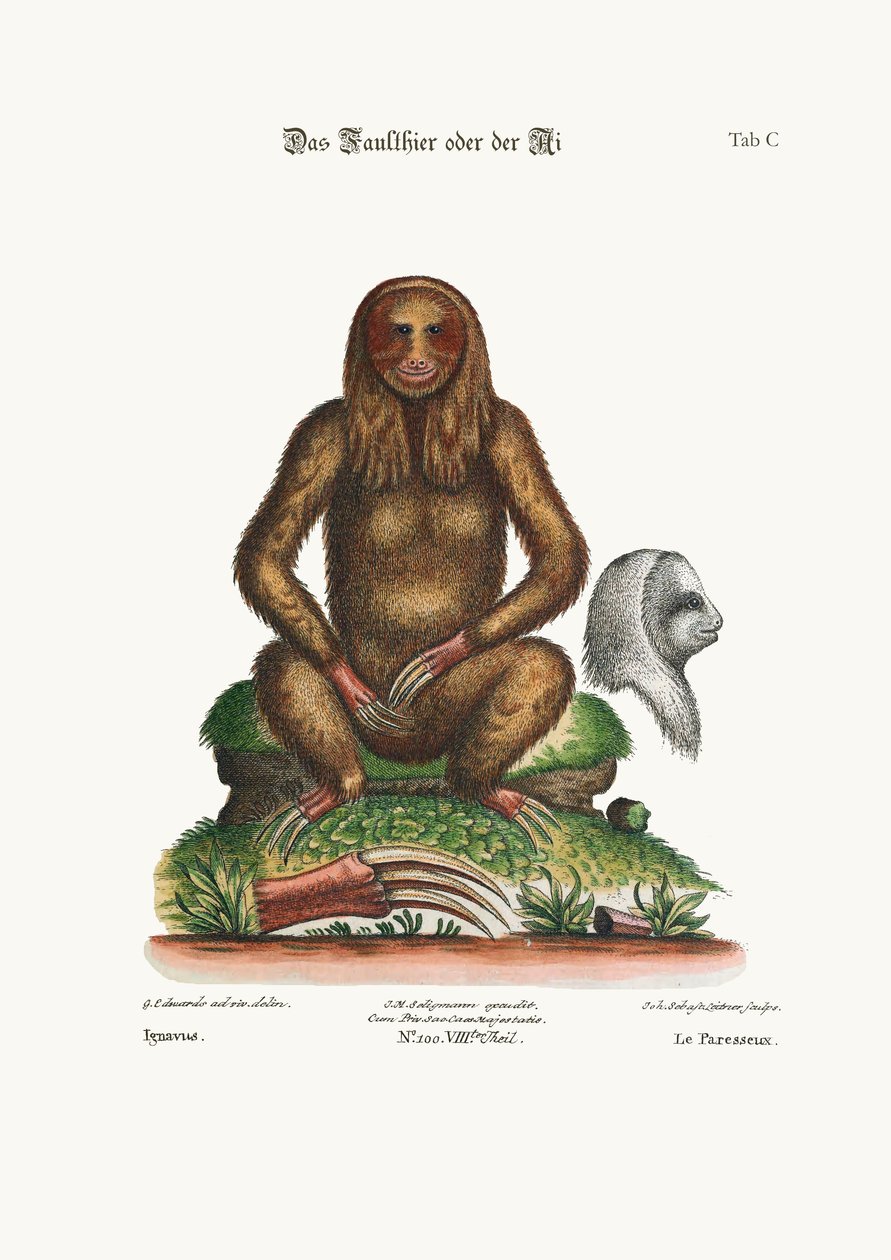Sloth, 1749-73 af George Edwards