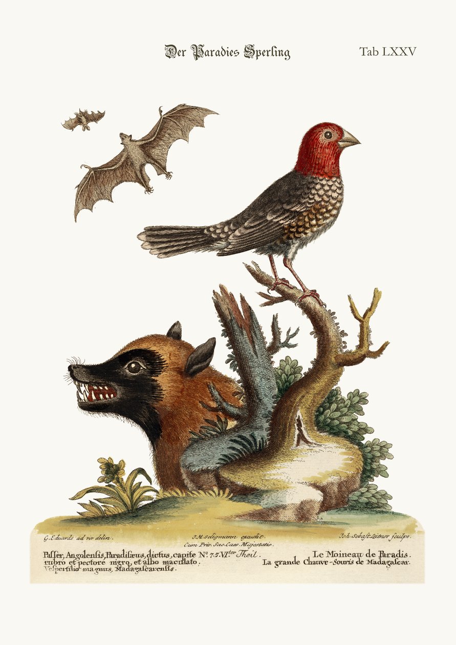 Paradisspurven. Den store flagermus fra Madagaskar, 1749-73 af George Edwards
