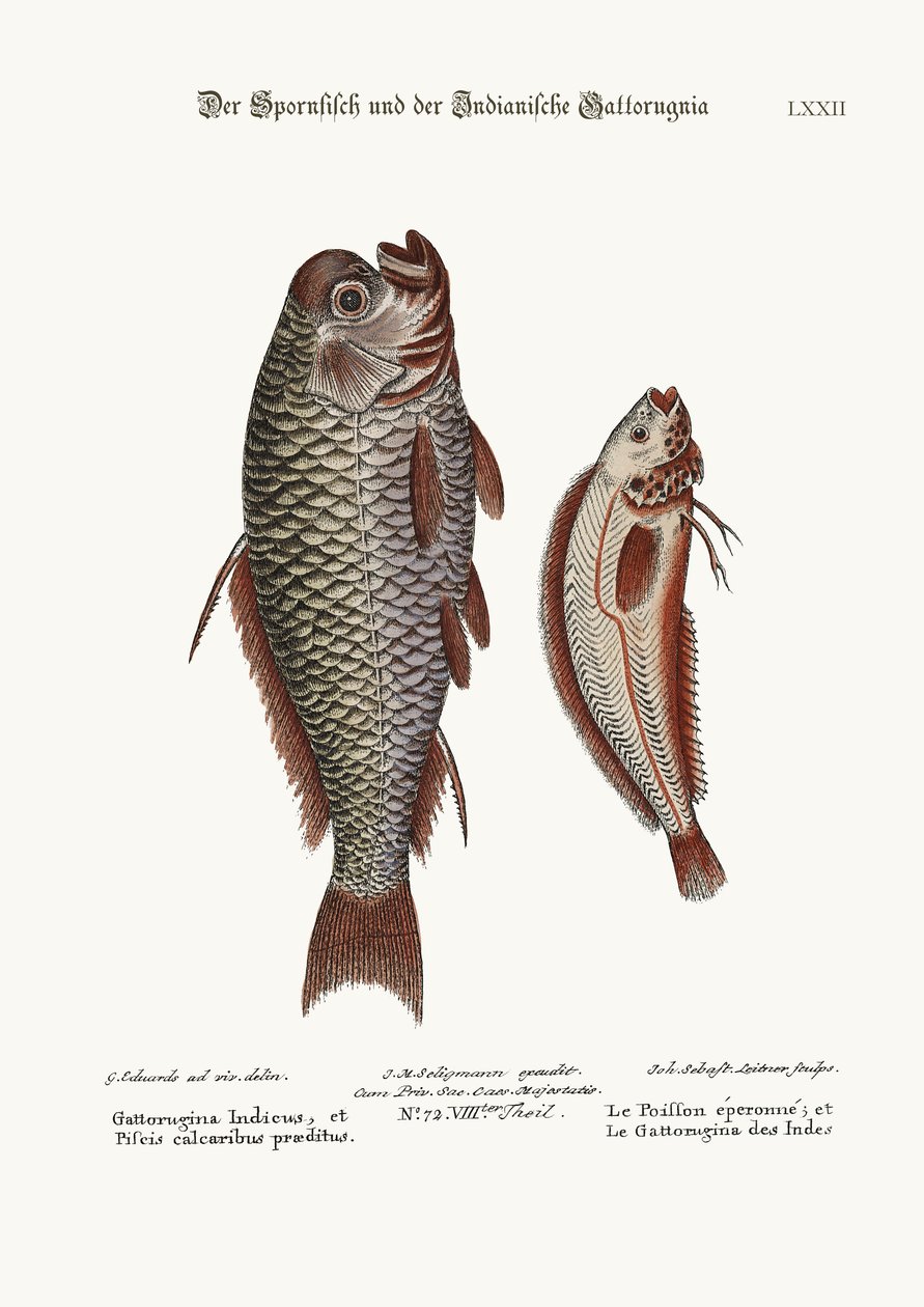 Spur-fisken og den indiske Gattorugina, 1749-73 af George Edwards