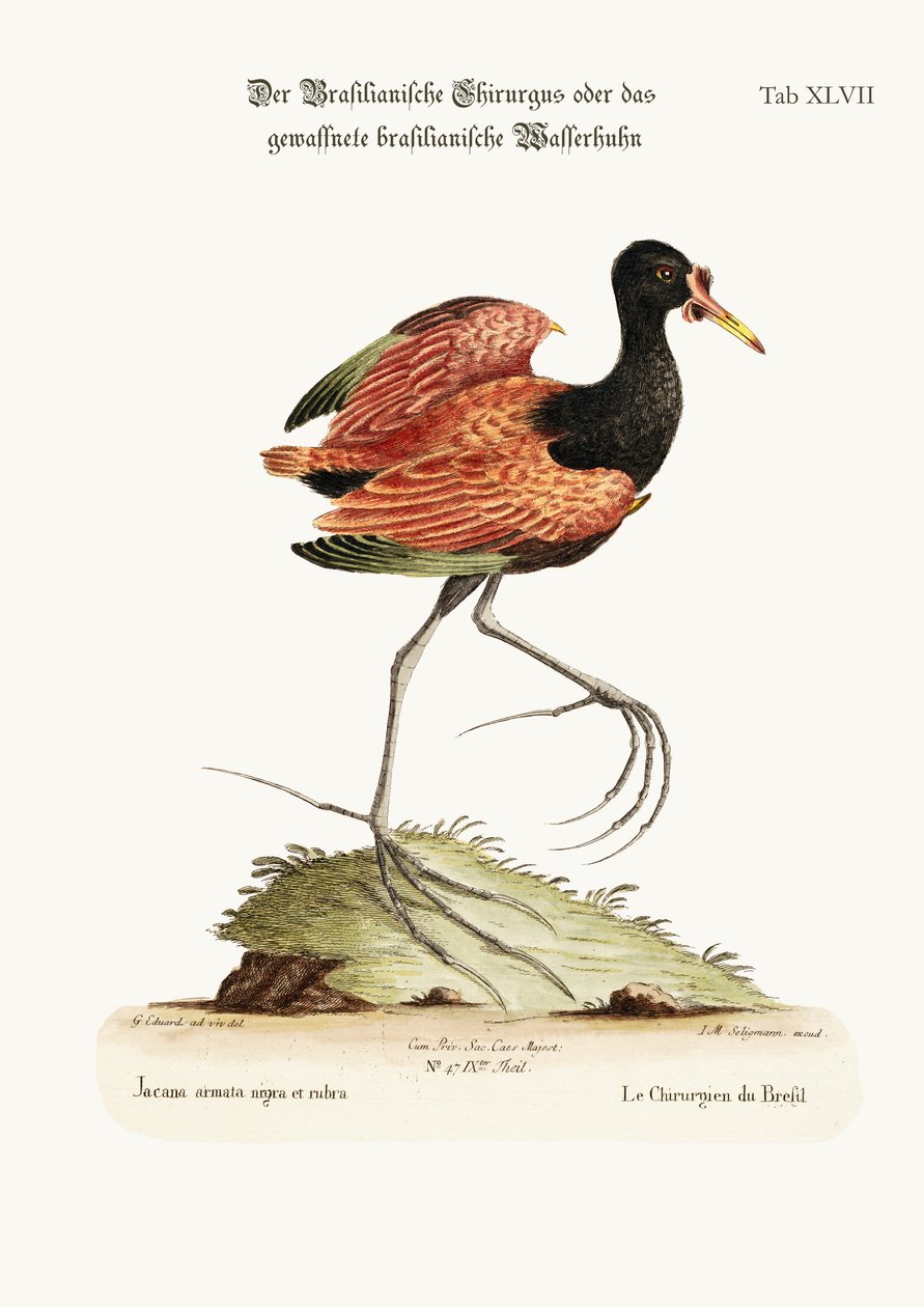 Den sporvingede vandhøne i Brasilien, 1749-73 af George Edwards