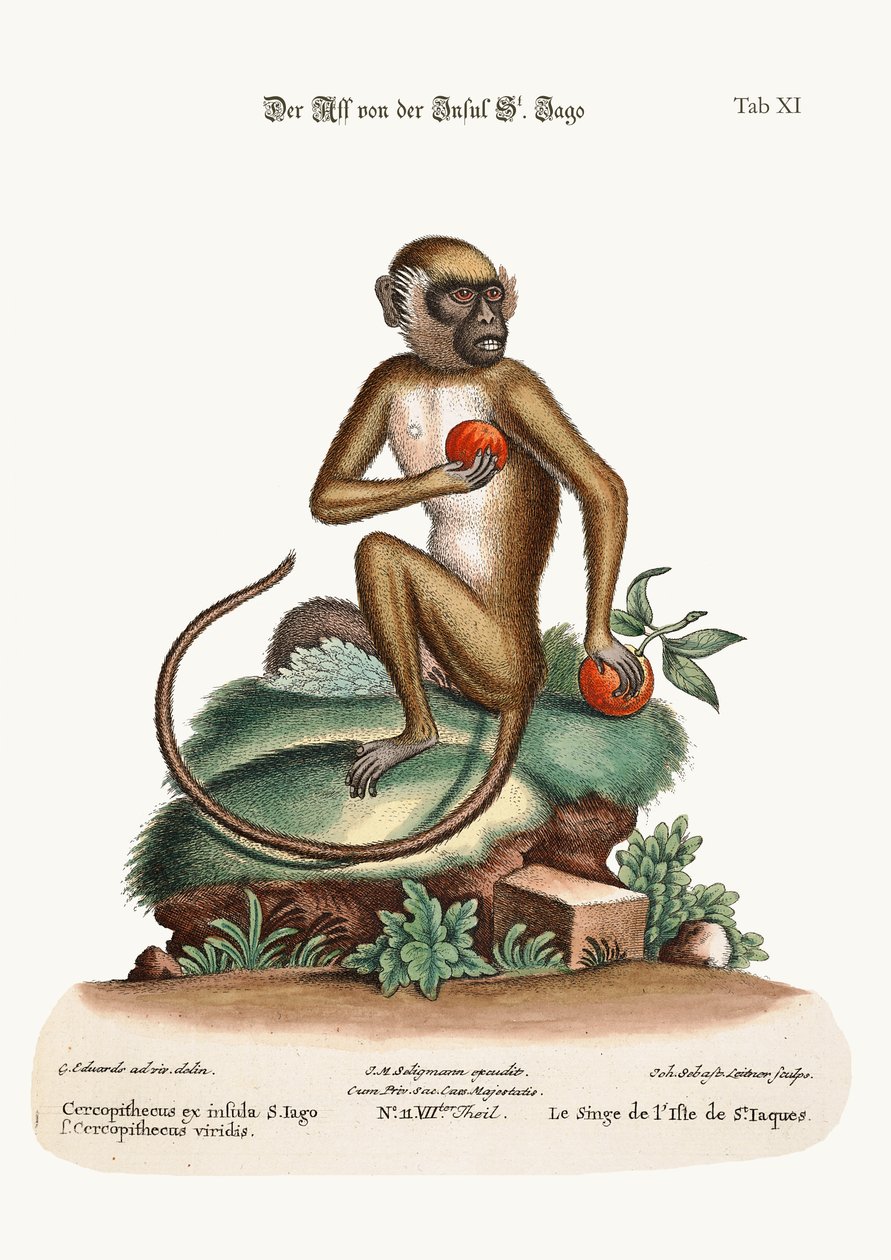St. Jago aben, 1749-73 af George Edwards