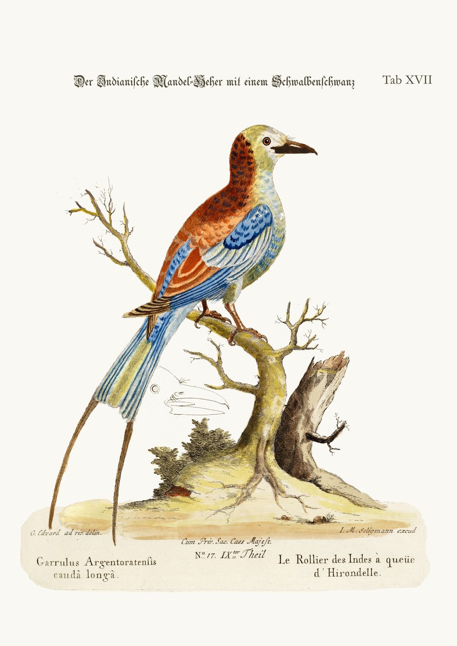 Den svalehalede indiske rulle, 1749-73 af George Edwards