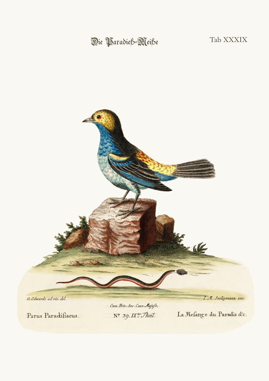 Paradisets mejsemus, 1749-73 af George Edwards