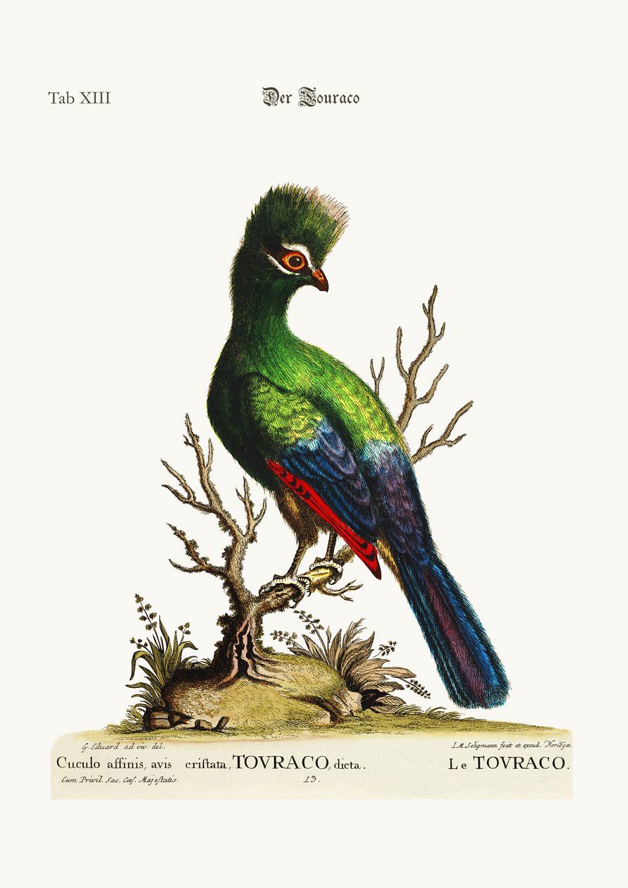Touraco, 1749-73 af George Edwards