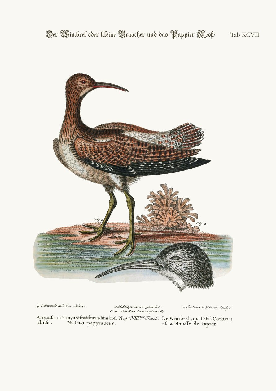 The Whimbrel, or Lesser Curlew, and the Paper-Moss, 1749-73 af George Edwards