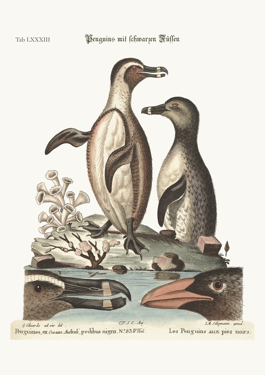 De sortfodede pingviner, 1749-73 af George Edwards