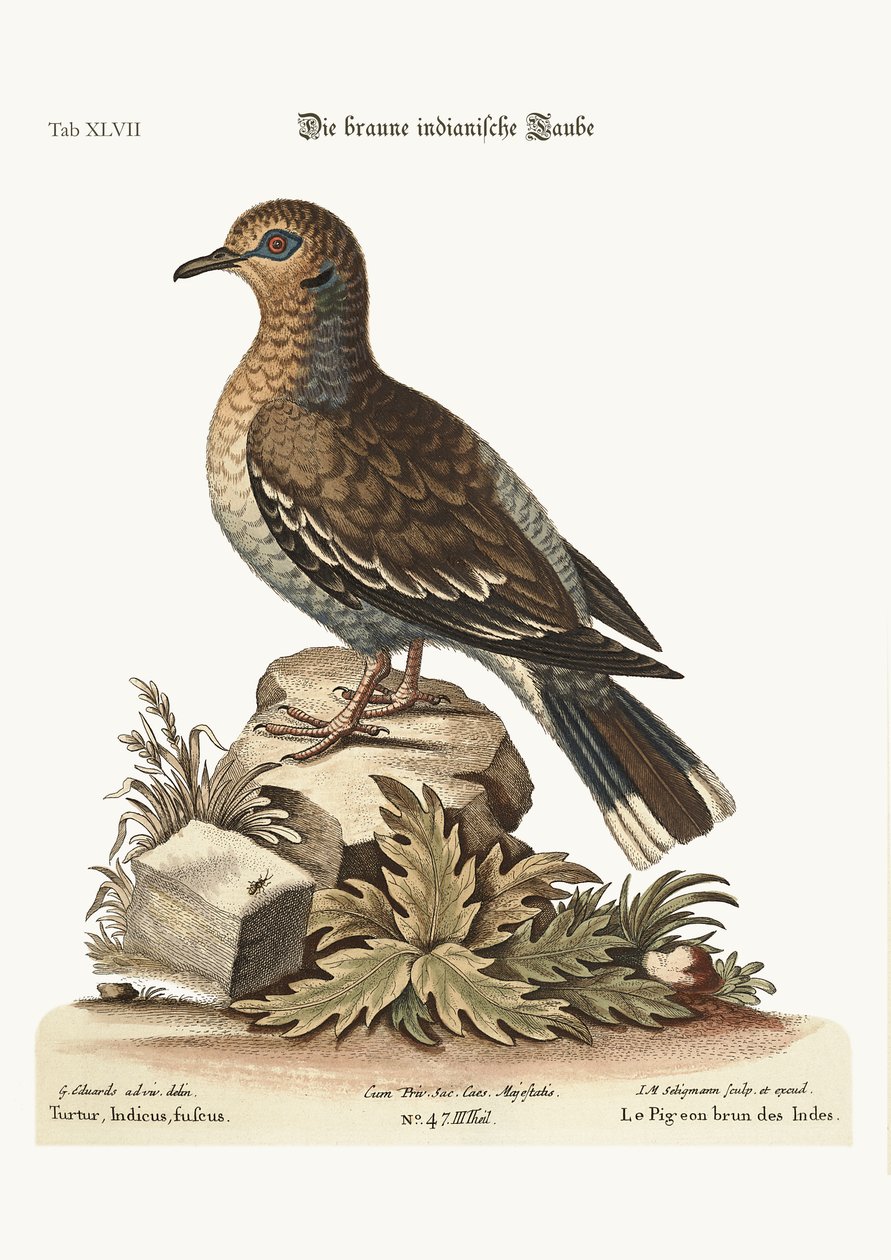 Den brune indiske due, 1749-73 af George Edwards