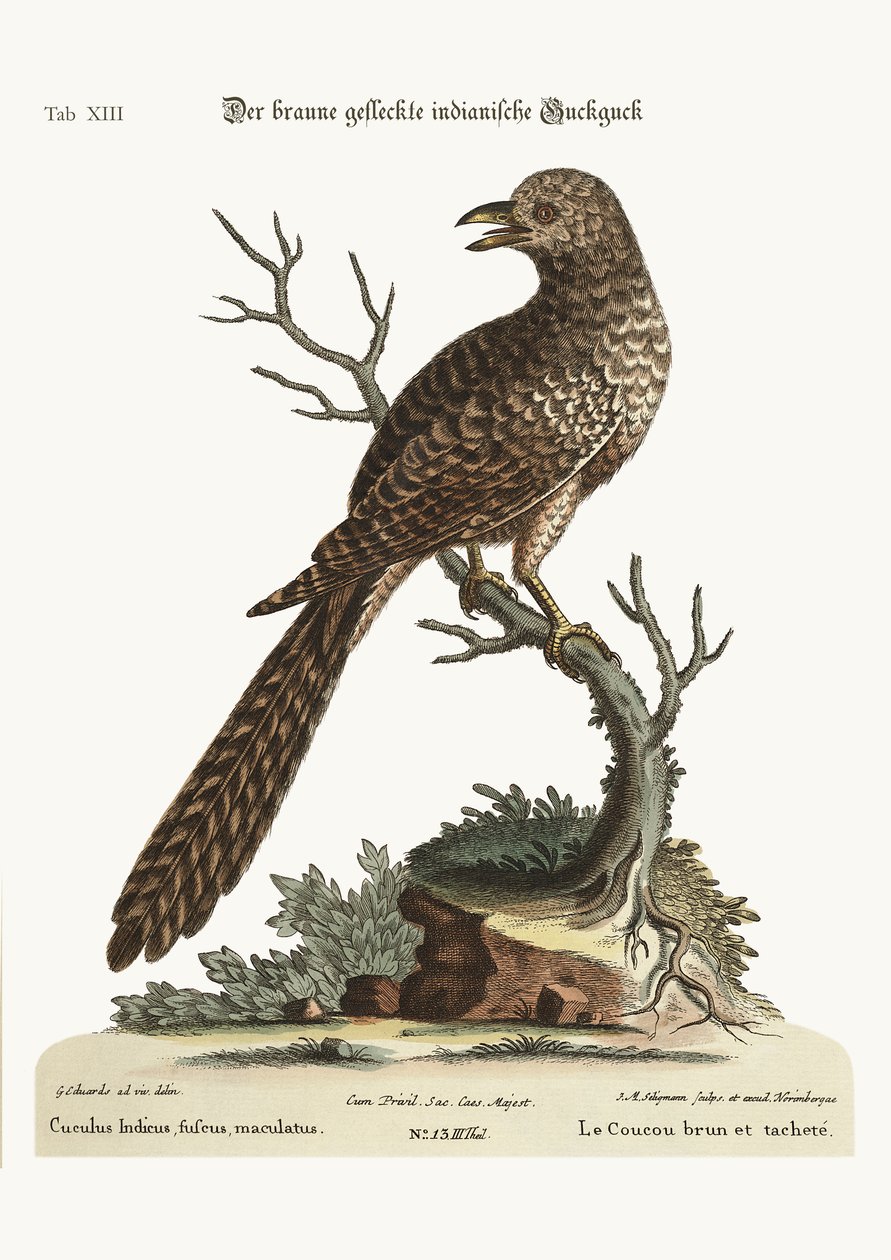 Den brune og plettede indiske gøg, 1749-73 af George Edwards