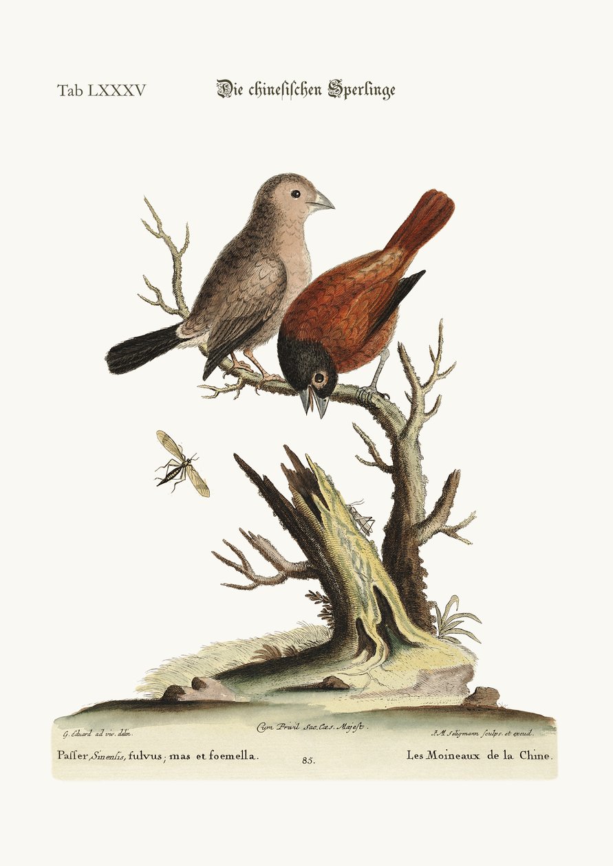 De kinesiske spurve, 1749-73 af George Edwards