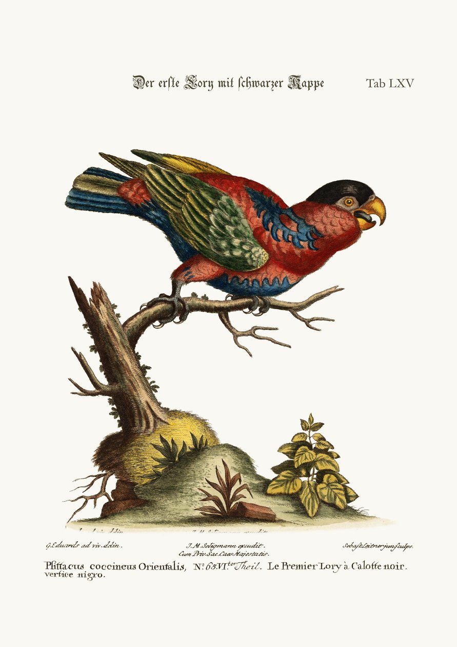 Den første sortkappede Lory, 1749-73 af George Edwards