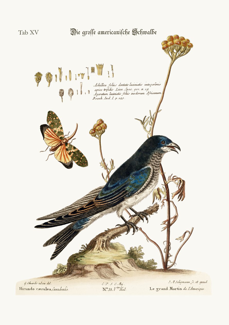 Den store amerikaner Martin, 1749-73 af George Edwards