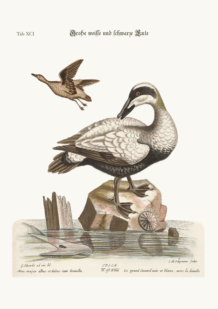 Den store sorte og hvide and, 1749-73 af George Edwards